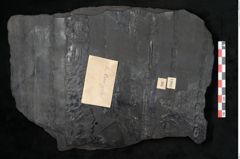 Foto (Detailansicht) von Sigillaria alternaus Lindl. et H. (NHMW-GEO-2024-0188-11047)